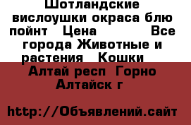 Шотландские вислоушки окраса блю пойнт › Цена ­ 4 000 - Все города Животные и растения » Кошки   . Алтай респ.,Горно-Алтайск г.